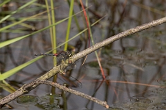 David Plant Photography - Wildlife Photography - White-faced darter - A